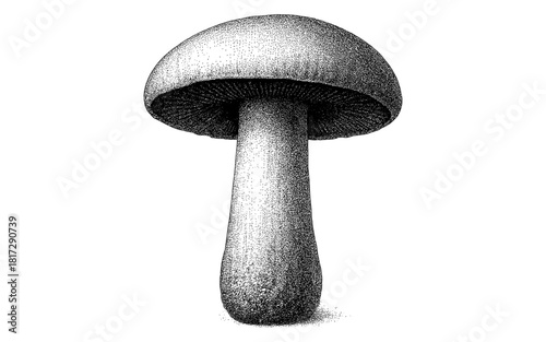 Detailed black and white stipple mushroom drawing on white background