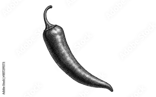 Hand drawn engraving of a vintage pepper