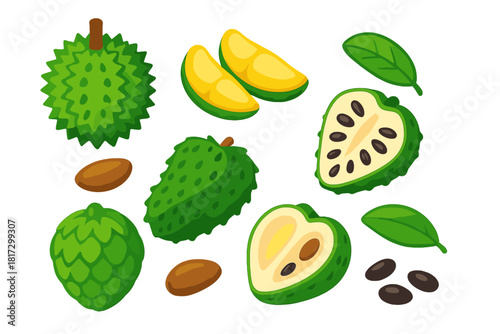 Tropical Fruit Illustrations. Isometric vector illustration set Tropical fruits – durian spiky husk, durian segments, durian seed;