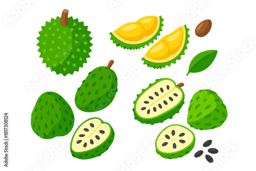 Tropical Fruit Illustrations. Isometric vector illustration set Tropical fruits – durian spiky husk, durian segments, durian seed;
