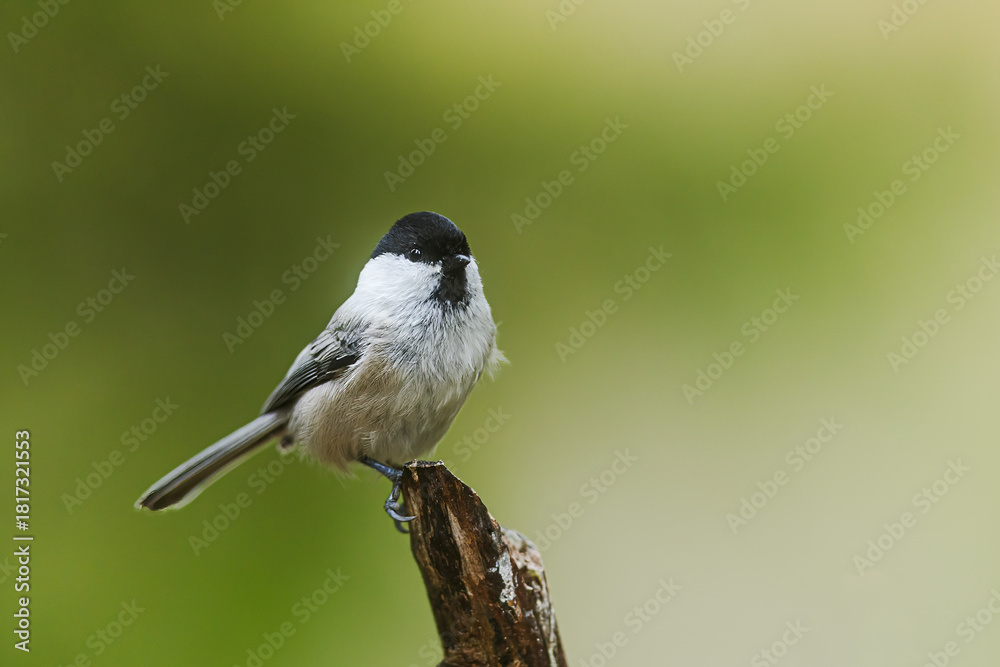 Obraz premium resting marsh tit poecile palustris sitting calmly atop wooden perch outdoors