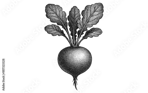 Vintage beetroot with leaves in intricate dot style for organic designs