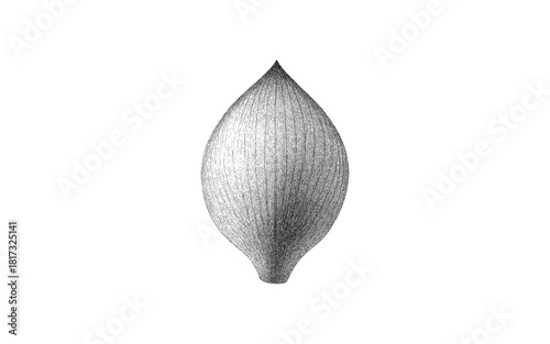 Intricate engraved seed pod in monochrome detailed botanical art