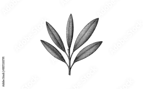 Intricate black ink botanical drawing of olive branch on white background