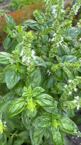 Garden bed with green spicy basil bushes. Purple leaves. Spices. Blooming. For video presentation, advertising. Background. Terraced bed, raised garden. Vertical. Autumn vibes. Close up.