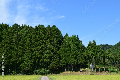 スギの木 針葉樹林