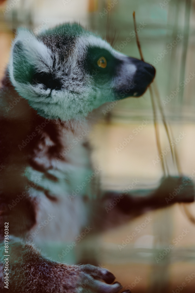 Obraz premium Lemur primate animal zoo portrait profile closeup wildlife, side view of a lemur in an enclosure with focused yellow eye, textured fur, curious pose and soft shallow depth of field.