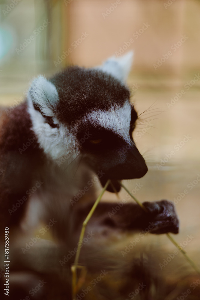 Obraz premium Lemur primate animal closeup feeding wildlife portrait baby eating grass with soft fur and whiskers, close shot showing detailed eyes, mouth and curious hands in natural habitat