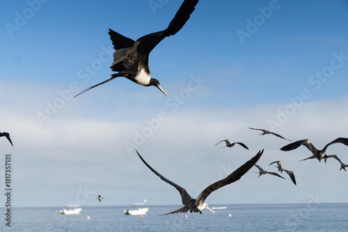 Frigatebirds flying over coastal bay with swimmers, sea bird concept