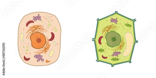 plant and animal cells together and side by side