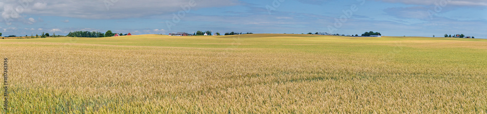 Fototapeta premium Expansive agricultural landscape showing golden wheat fields ripening under a blue summer sky, with distant farm buildings and scattered trees in the rural Scania region of Sweden