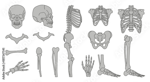 Vector Human Skeleton Set — Body Bones & Skull Illustration Pack