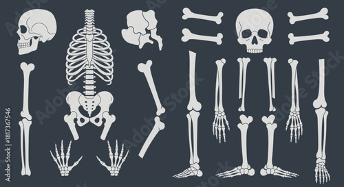 Vector Human Skeleton Set — Body Bones & Skull Illustration Pack