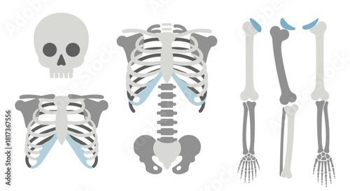Vector Human Skeleton Set — Body Bones & Skull Illustration Pack