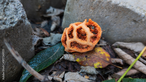 Canvas Print Latticed Stinkhorn Fungus Emerges by the Rocks