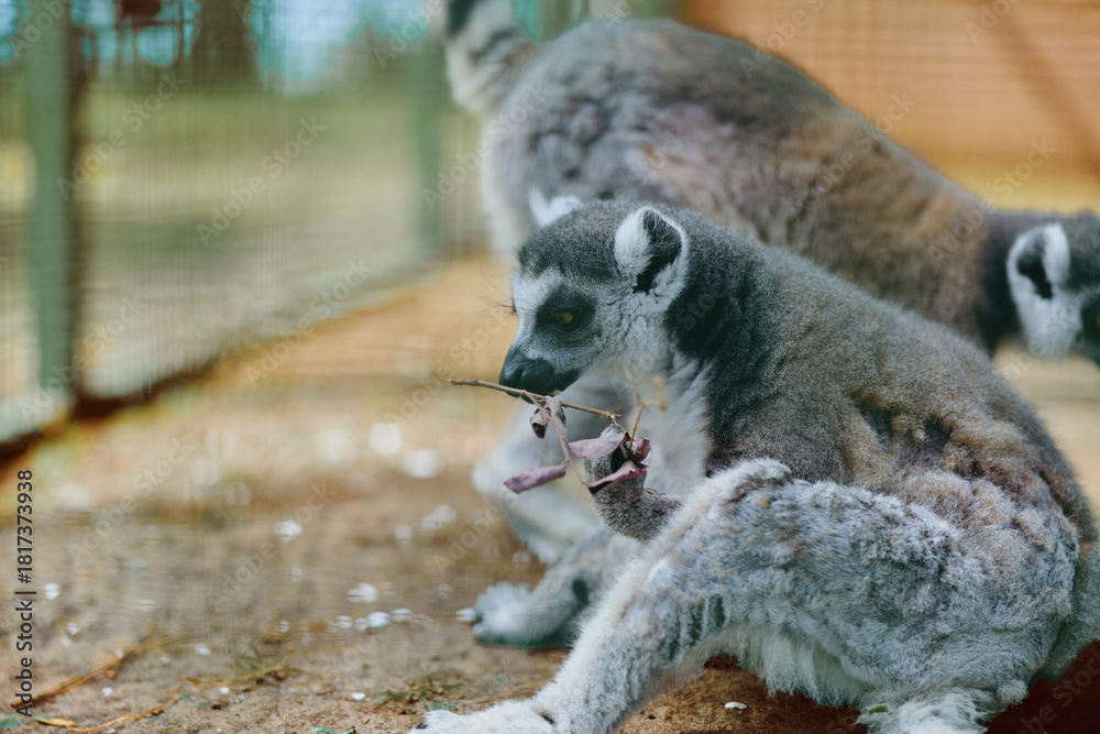 Obraz premium Lemur primate animal in zoo setting, baby lemur sitting on ground with striped tail, soft fur and curious face, group of mammals resting in enclosure during daytime.