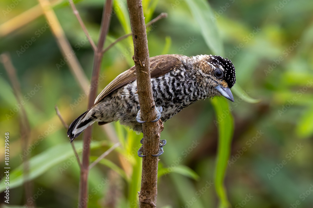 Obraz premium White-barred piculet