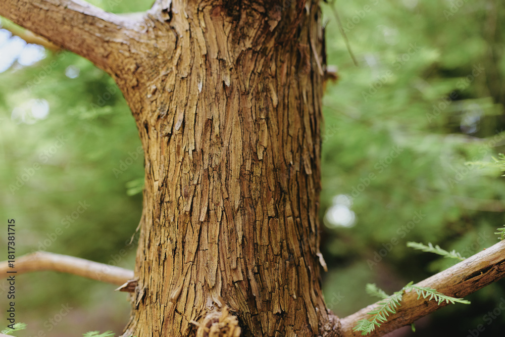 Obraz premium Tree bark trunk closeup texture forest detail of rugged brown wood with peeling layers and branches, natural outdoor scenery showing organic patterns and mossy highlights and soft bokeh
