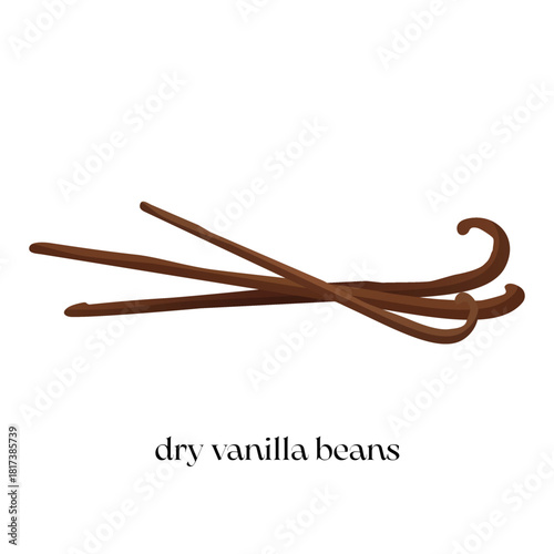Vector cartoon illustration of three dry vanilla beans isolated on a white background with lettering below, perfect for culinary, baking, dessert, and spice design projects.