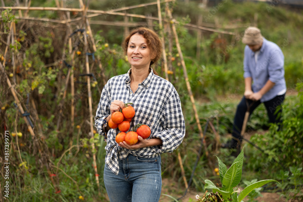 Obraz premium Portrait of happy woman picking ripe red tomatoes. Concept of food self-sufficiency