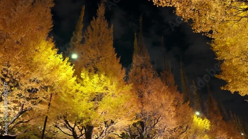 Wallpaper Mural 夜のライトアップされたイチョウ並木と秋の観光客 Torontodigital.ca