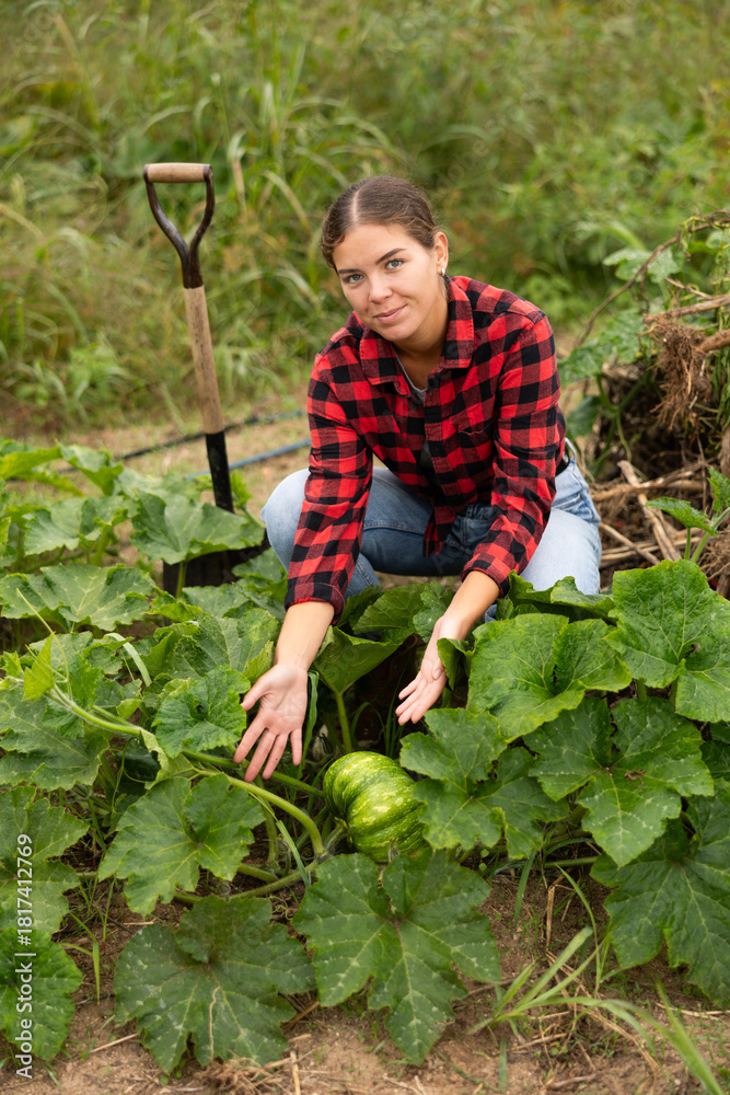 Fototapeta premium During gardening, girl in plaid shirt found large ripe pumpkin among leaves. Peasant woman inspects garden bed and plantations with plants, looking for ripe fruits.