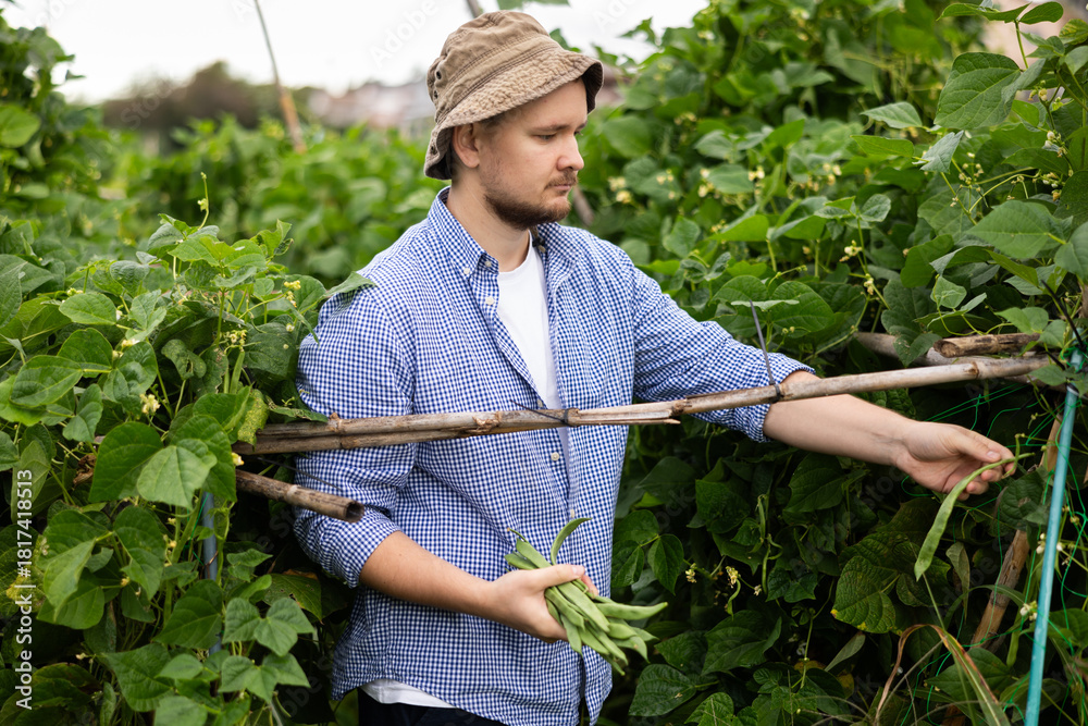 Fototapeta premium Lot of ripe beans barely fit in hands of young man. Male peasant checkered shirt collects beans in garden, cuts ripe fruits from bushes