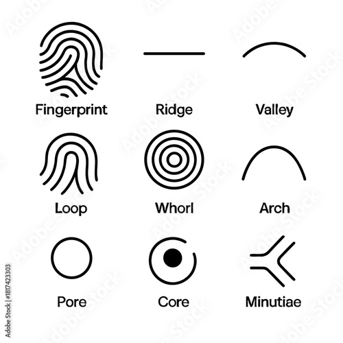 Fingerprint patterns and structures: loop, whorl, arch, core, minutiae