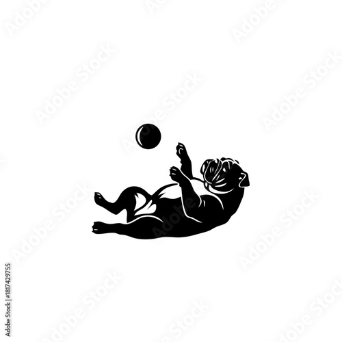 Playful bulldog puppy rolling on back with ball in studio light