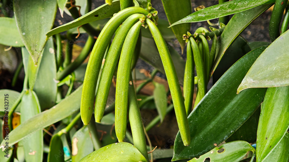 Fototapeta premium Unripe pods of Vanilla growing on a shrub in farm