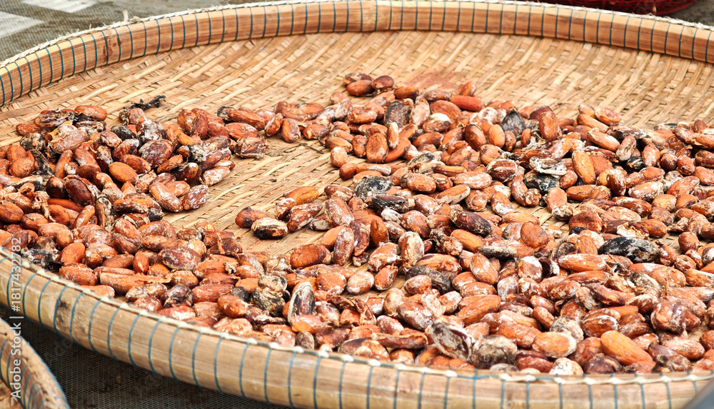 Fototapeta premium Cocoa with raw, preparation to make chocolate. Drying cocoa seeds