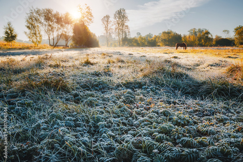 Fresh morning frost blankets the serene meadow as soft sunlight pierces the cool air, creating a magical scene during early autumn.