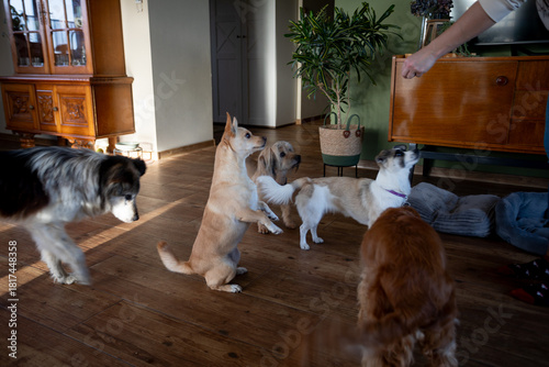 Furry companions cluster excitedly for snacks and training guidance, Dog breeds including border collie and spaniel eagerly gather in sunlightfilled living area
