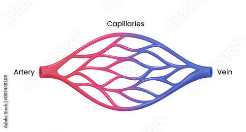 Vector illustration depicting the blood circulatory system, including arteries, veins, and capillaries.