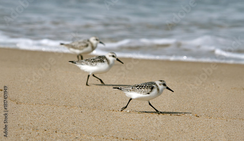 Three Sanderling Shore Birds on an Atlantic Beach at Cape Cod