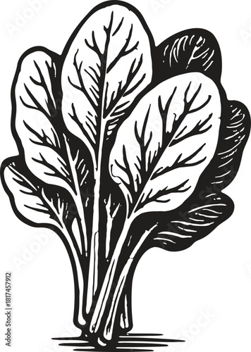 Linocut illustration of spinach in vintage vegetable engraving style for packaging and labels