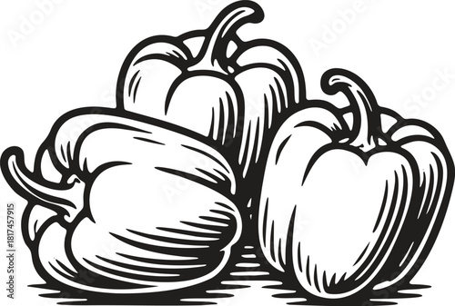 Linocut illustration of bell pepper in vintage vegetable engraving style for packaging and labels