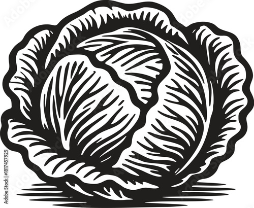 Linocut illustration of cabbage in vintage vegetable engraving style for packaging and labels