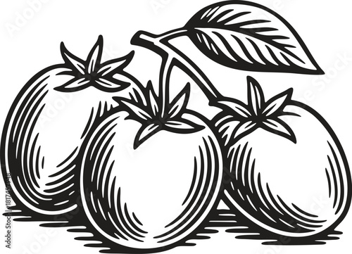 Linocut illustration of fresh tomatoes on the vine in vintage vegetable engraving style for packaging and labels