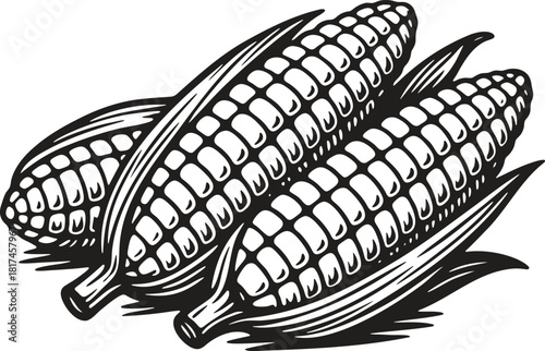 Linocut illustration of corn cobs in rustic vintage engraving style for food packaging and label designs