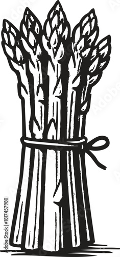 Linocut engraving style illustration of asparagus bundle tied together for premium vegetable packaging and label use