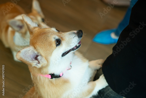 Cute Pembroke Welsh Corgi dog standing on hind legs jumping up to greet owner. Happy puppy begging for food with smile indoors. Adorable pet interaction with human leg.