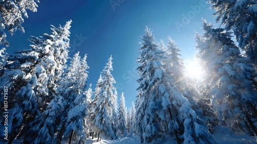 Tall evergreen trees heavily laden with fresh snow stand under a brilliant blue winter sky