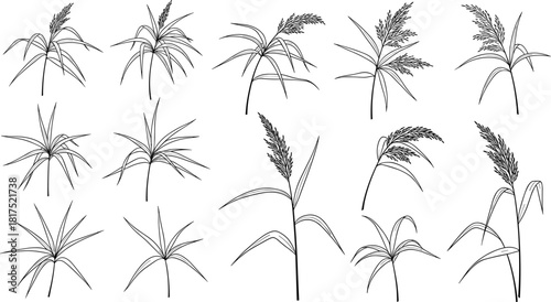 Collection of hand-drawn grass and reed plant illustrations, botanical line art elements for nature design, decorative foliage graphics and organic patterns