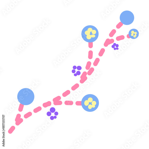 Candida albicans illustration