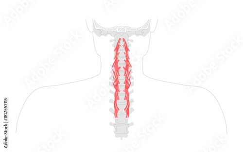 Longus colli - Deep cervical muscle depicted in anatomy, flexes neck and assists rotation, essential for spine support and education