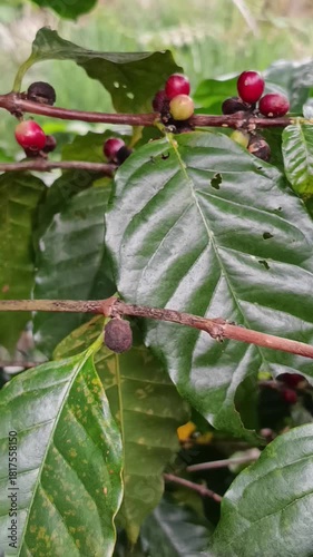 Ripening red coffee cherries on the branch of a coffee plant.