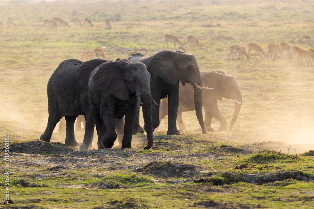 Fototapeta premium African bush elephants moving in the middle of dust devil during dry season in Linyanti, Chobe National Park in Botswana