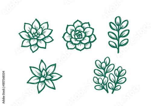 Succulent Rosette hand drawn simple sketch vector illustration