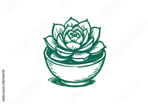 Succulent Rosette hand drawn simple sketch vector illustration